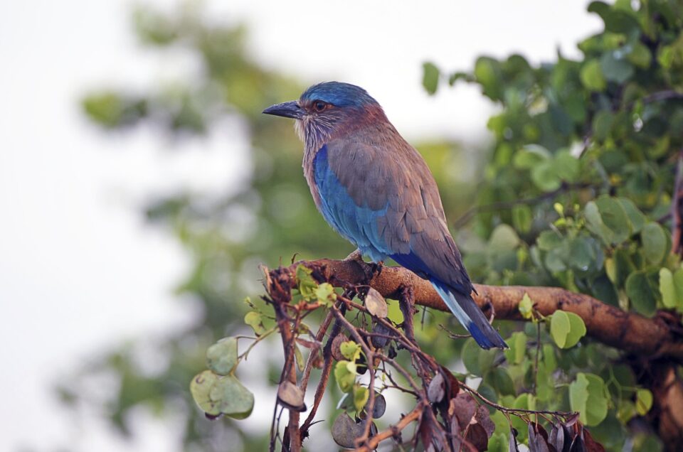 final-dl.beatsnoop.com-XauToAhOxw